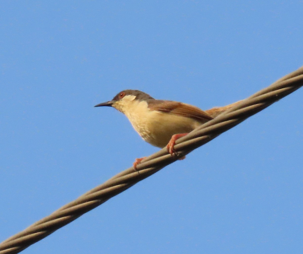 Ashy Prinia - ML642205105