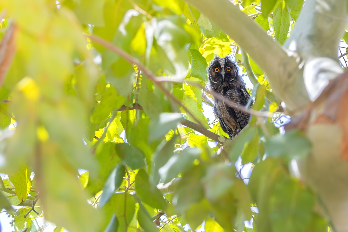 Long-eared Owl - ML642205106