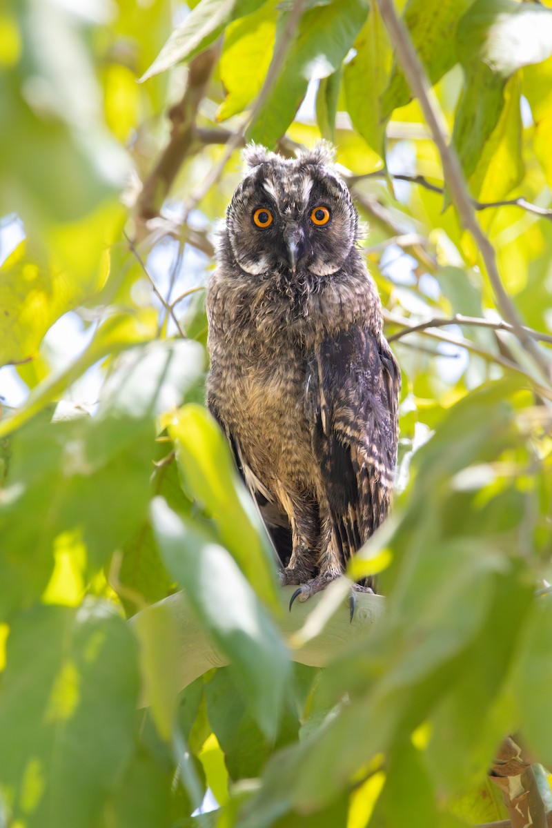 Long-eared Owl - ML642205107
