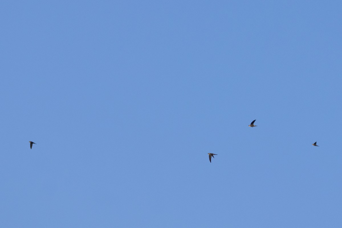 Indian Swiftlet - ML642205108