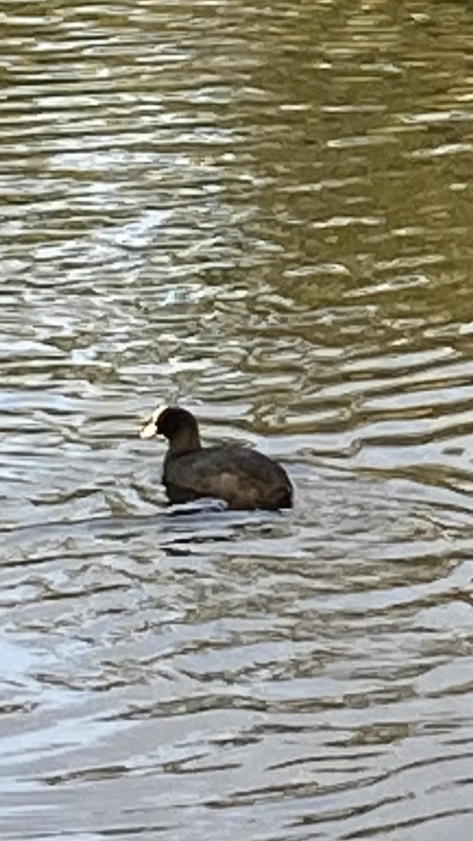 Eurasian Coot - ML642205109