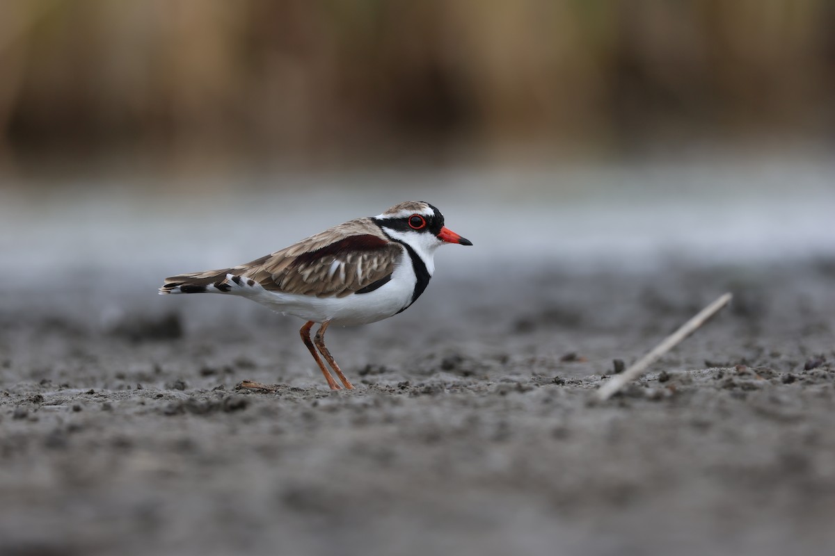 Black-fronted Dotterel - ML642205114