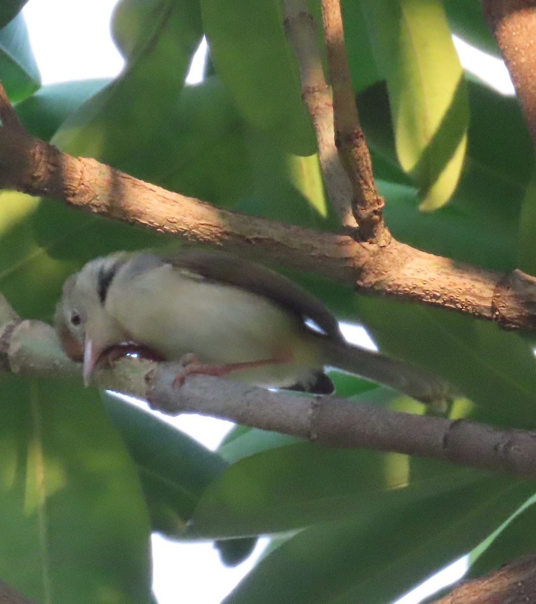 Common Tailorbird - ML642205115