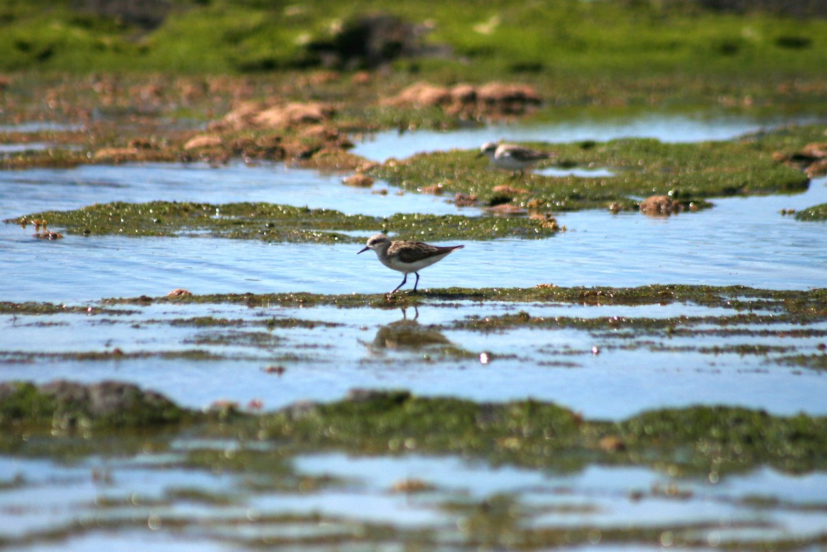 Red-necked Stint - ML642205116