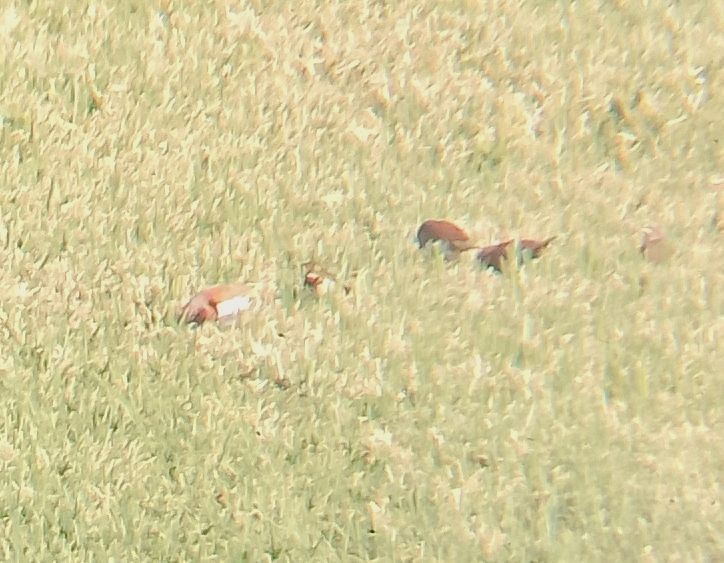 Chestnut-breasted Munia - ML642205120