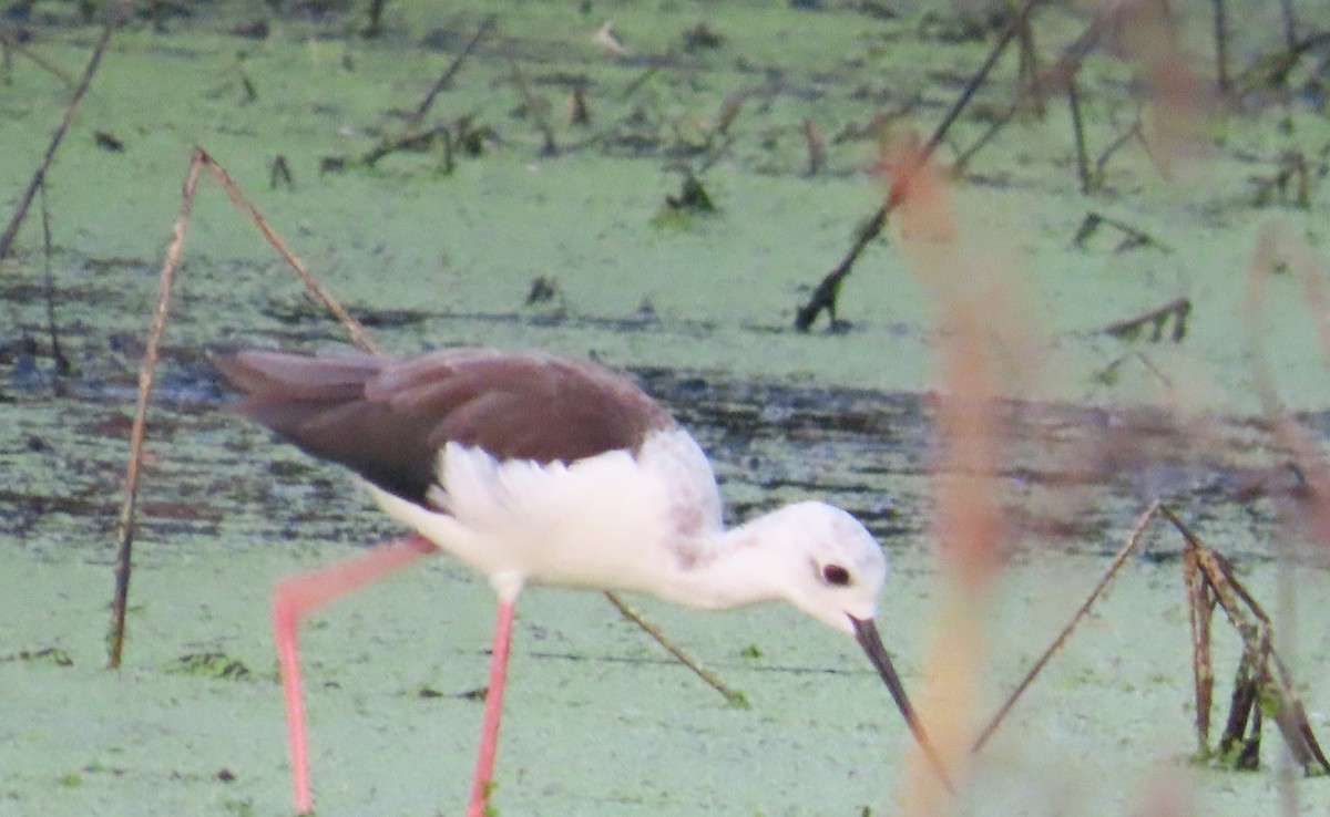 Black-winged Stilt - ML642205121