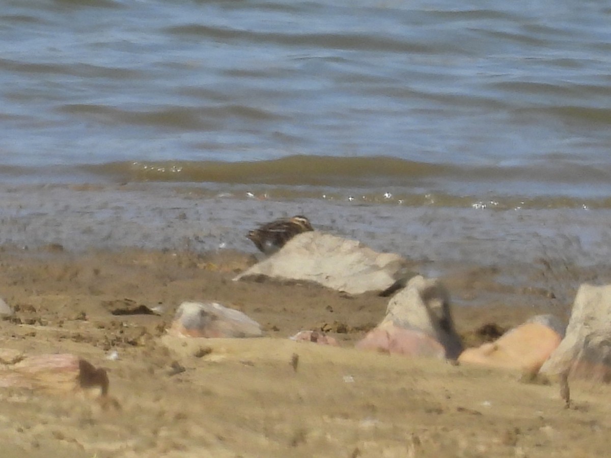 Common Snipe - ML642205122