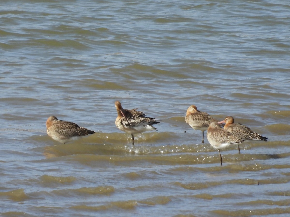 Black-tailed Godwit - ML642205123