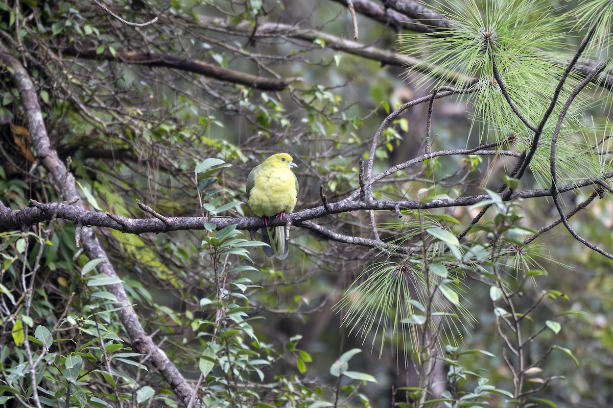 Wedge-tailed Green-Pigeon - ML642205124