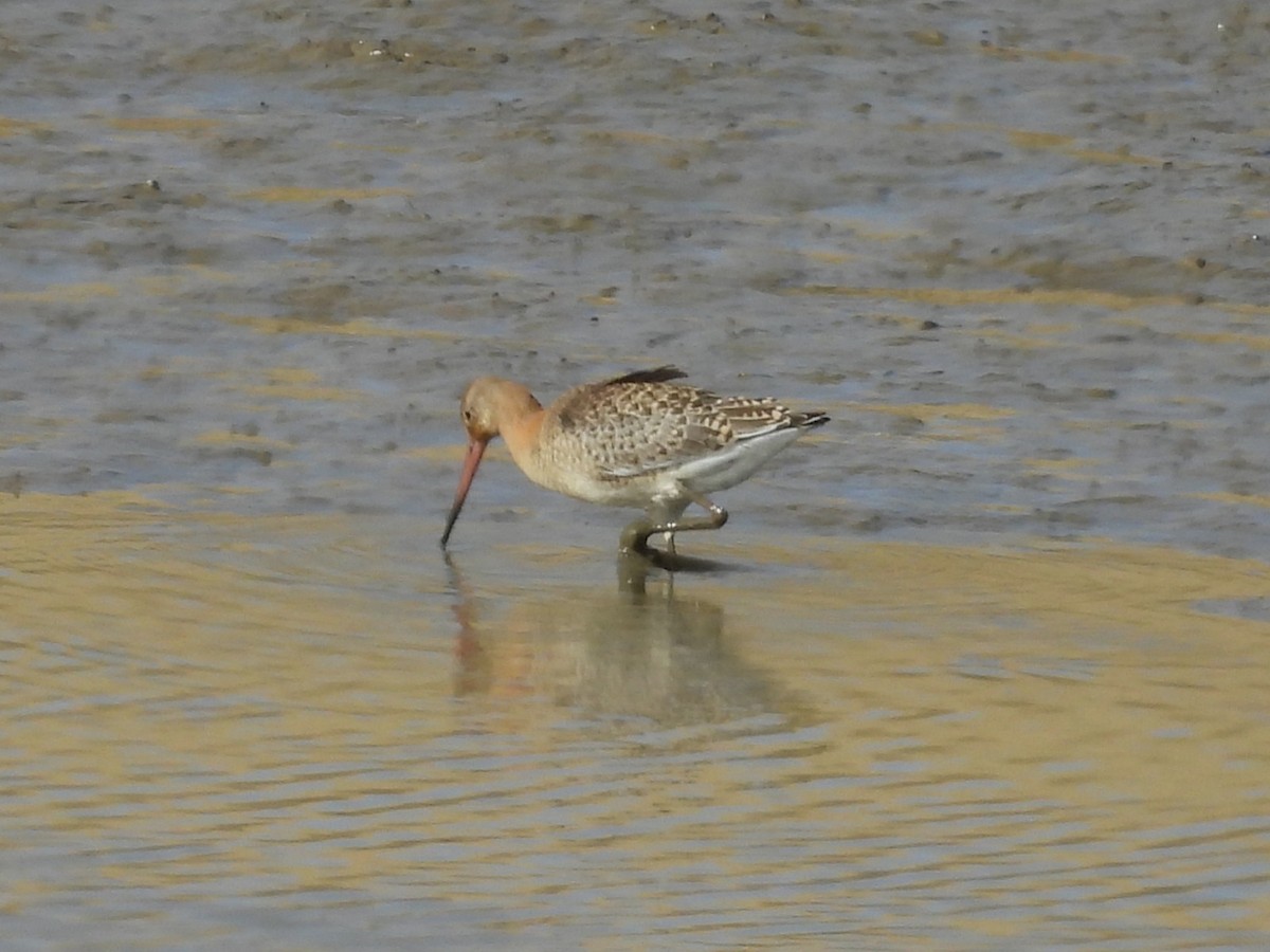 Black-tailed Godwit - ML642205128