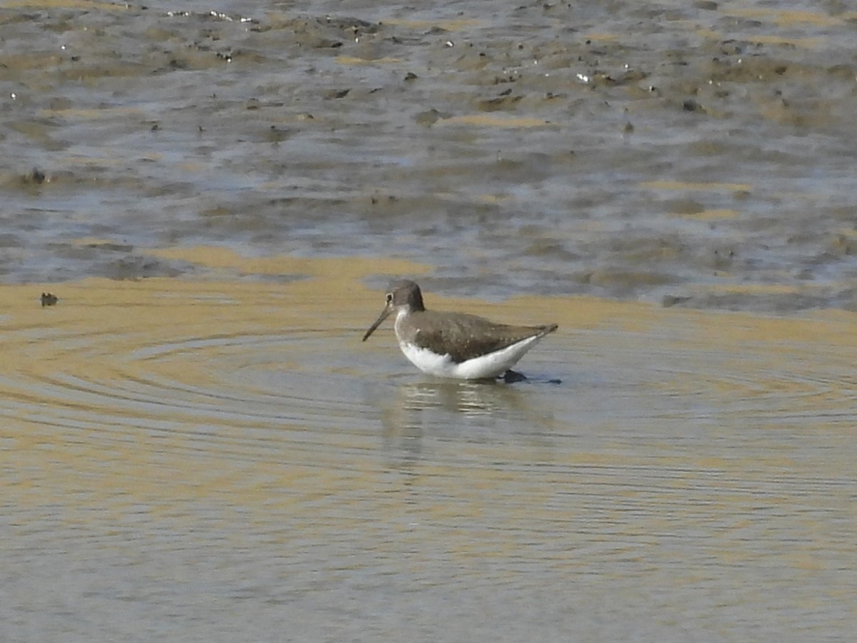 Green Sandpiper - ML642205133
