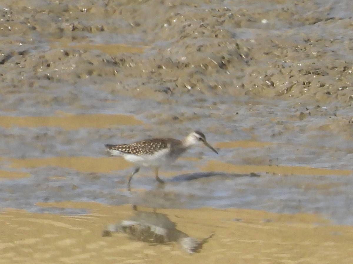 Wood Sandpiper - ML642205136