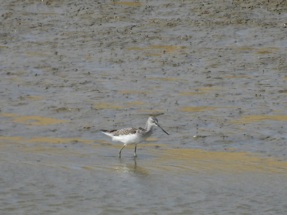 Common Greenshank - ML642205152
