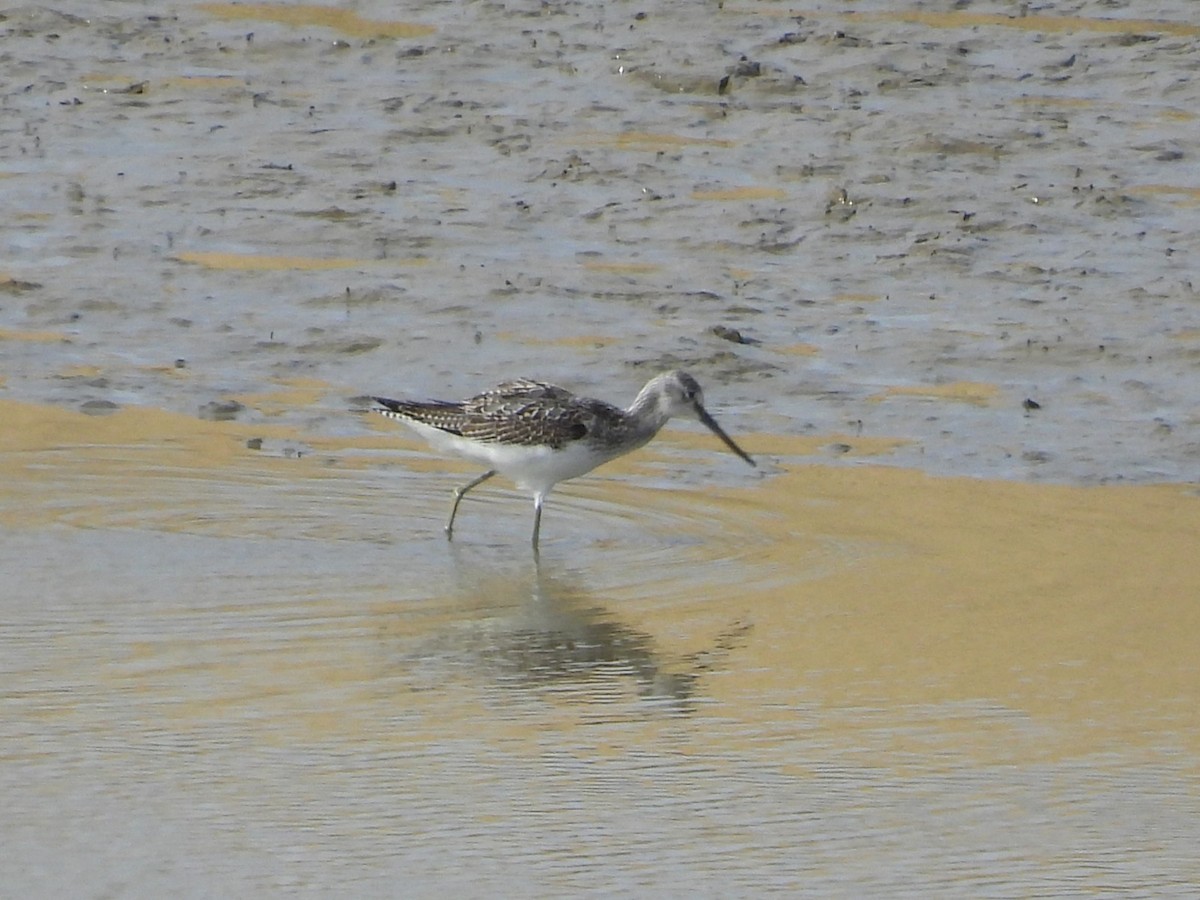 Common Greenshank - ML642205155