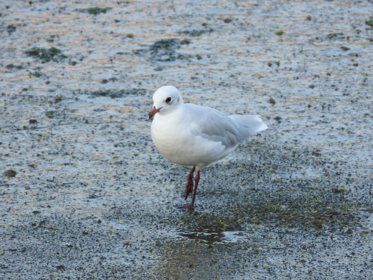 Mediterranean Gull - ML642205163