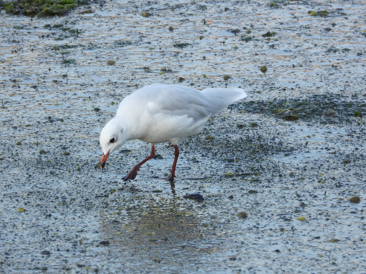 Mediterranean Gull - ML642205164