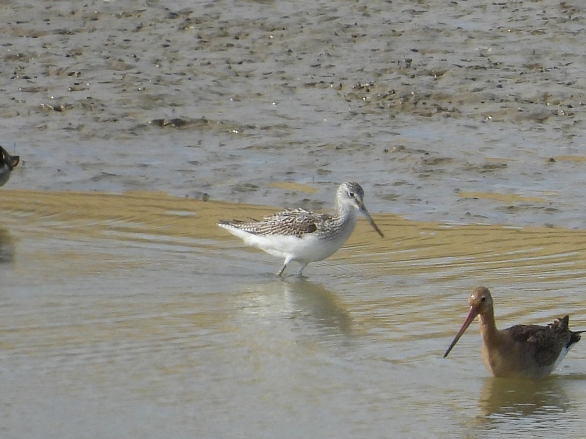 Common Greenshank - ML642205168