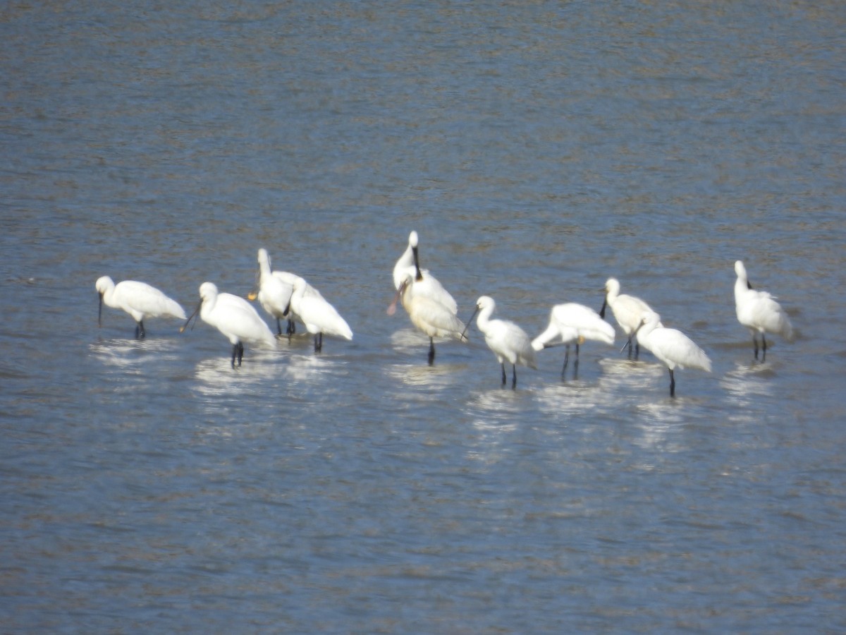 Eurasian Spoonbill - ML642205172