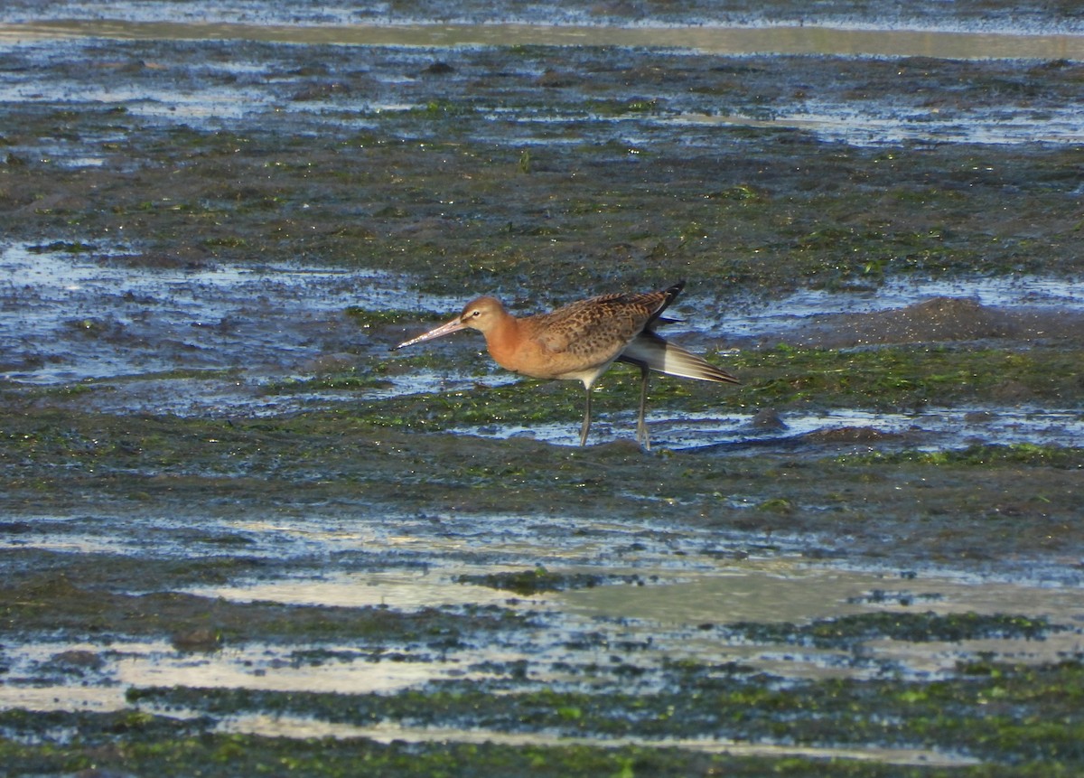 Black-tailed Godwit - ML642205183