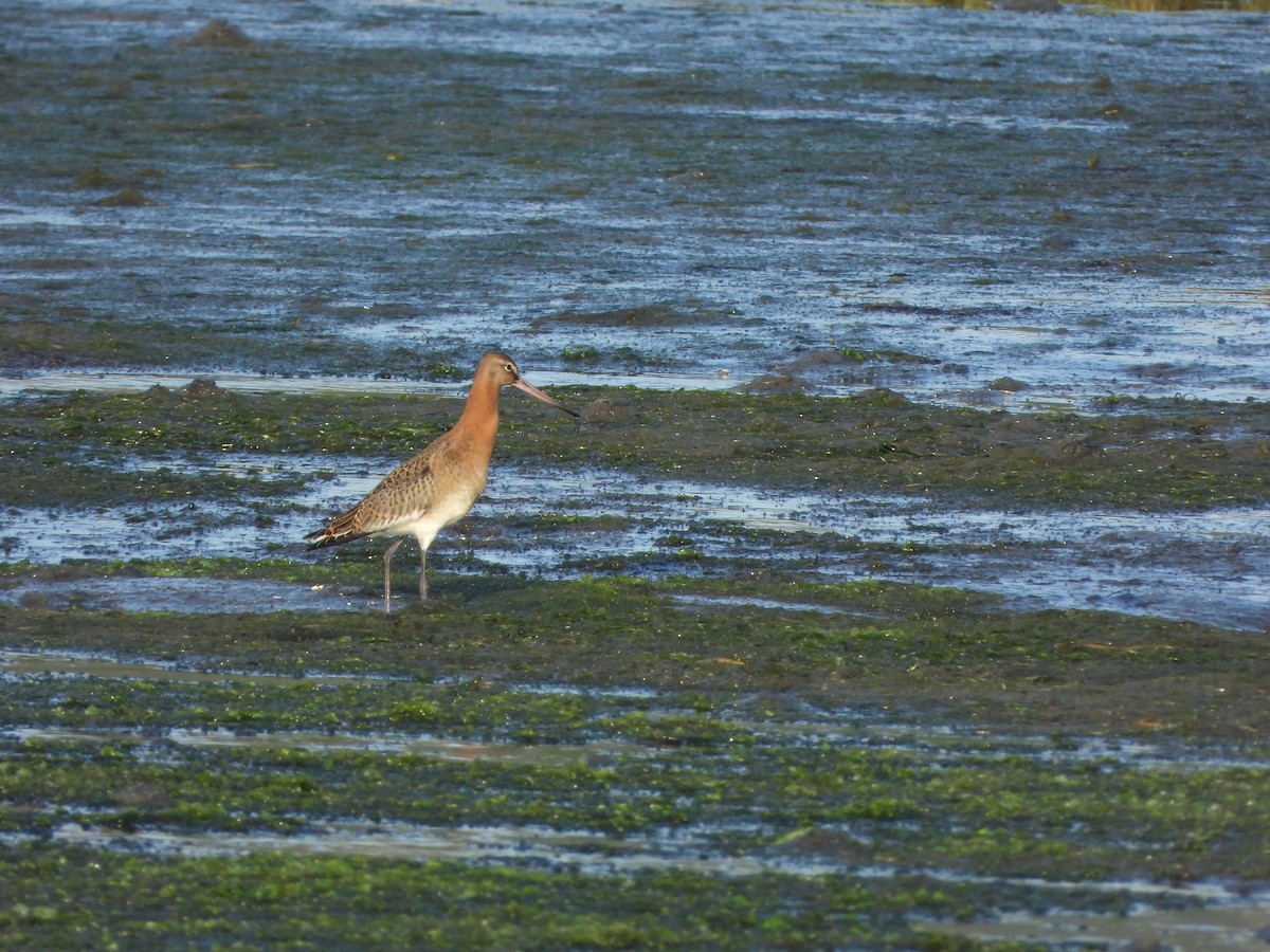 Black-tailed Godwit - ML642205184