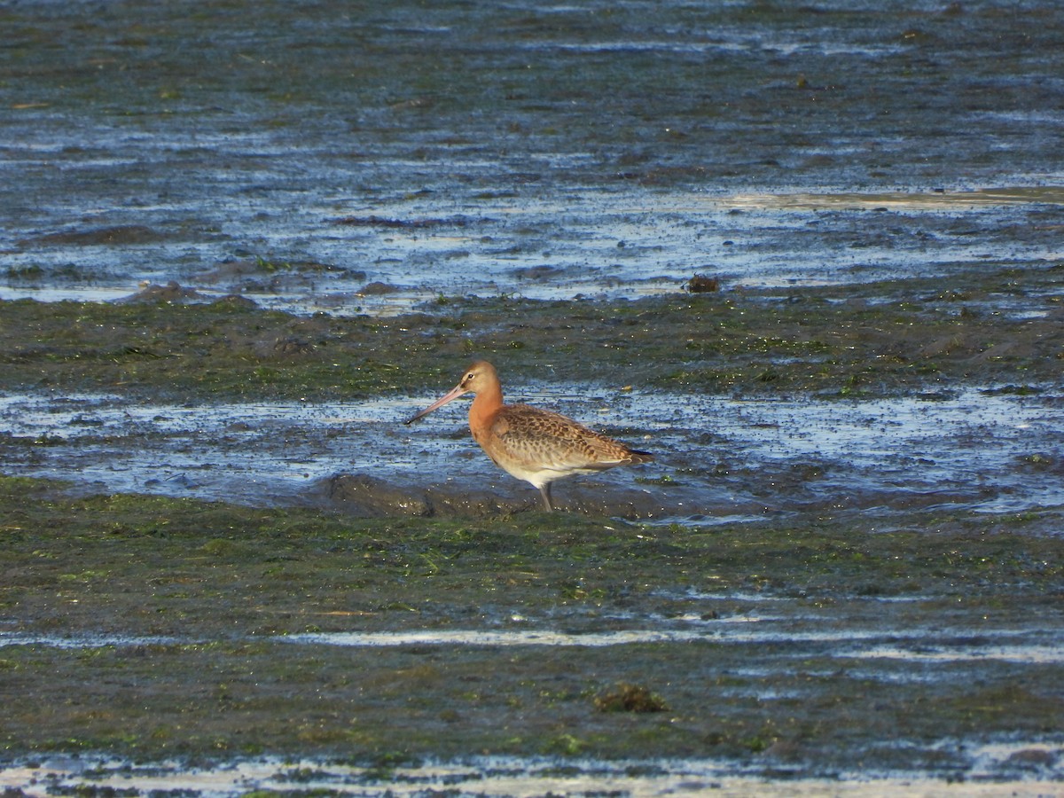 Black-tailed Godwit - ML642205185