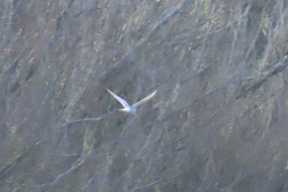 rybák novozélandský - ML642205190