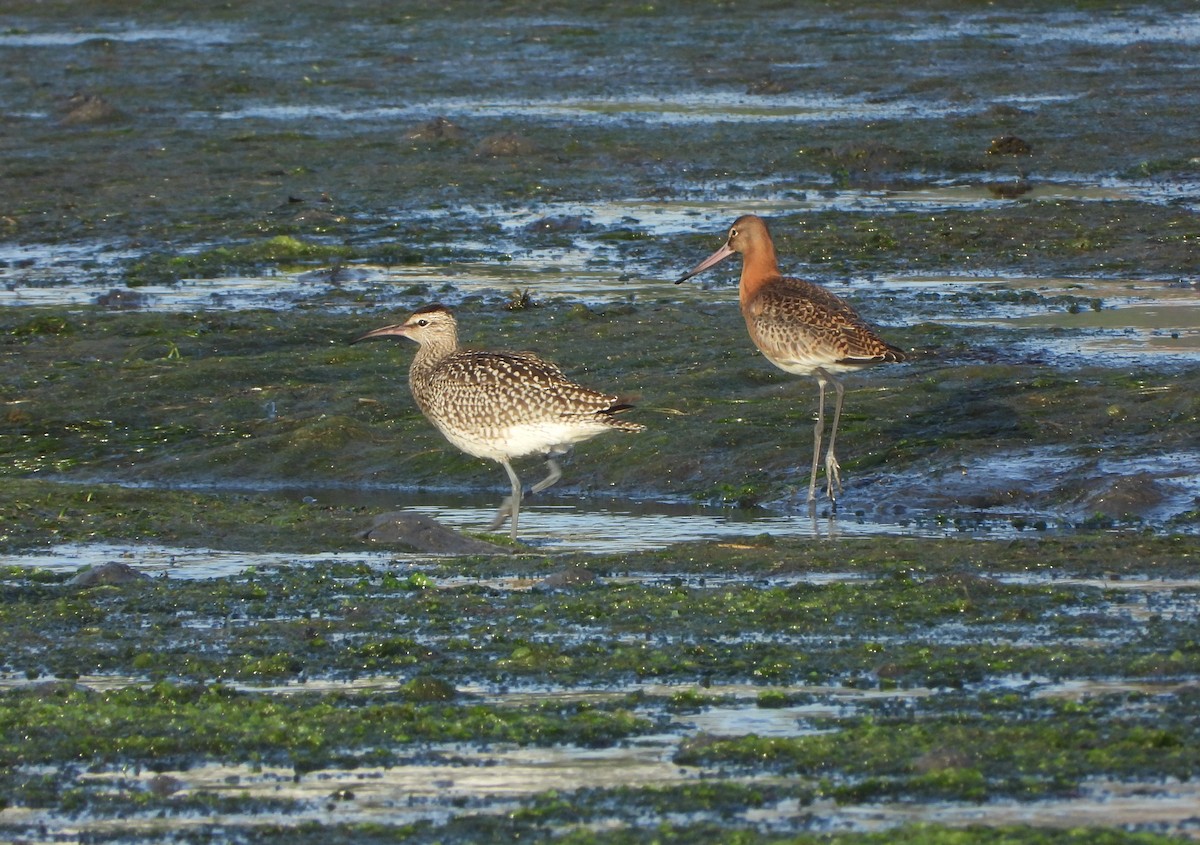 Whimbrel - ML642205203