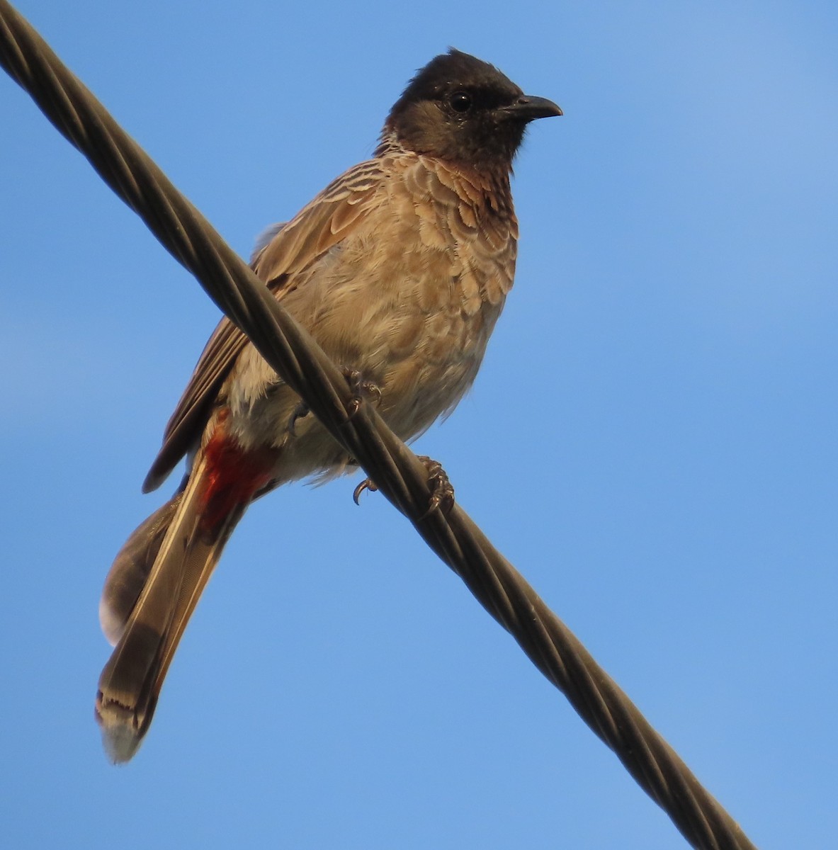Red-vented Bulbul - ML642205205