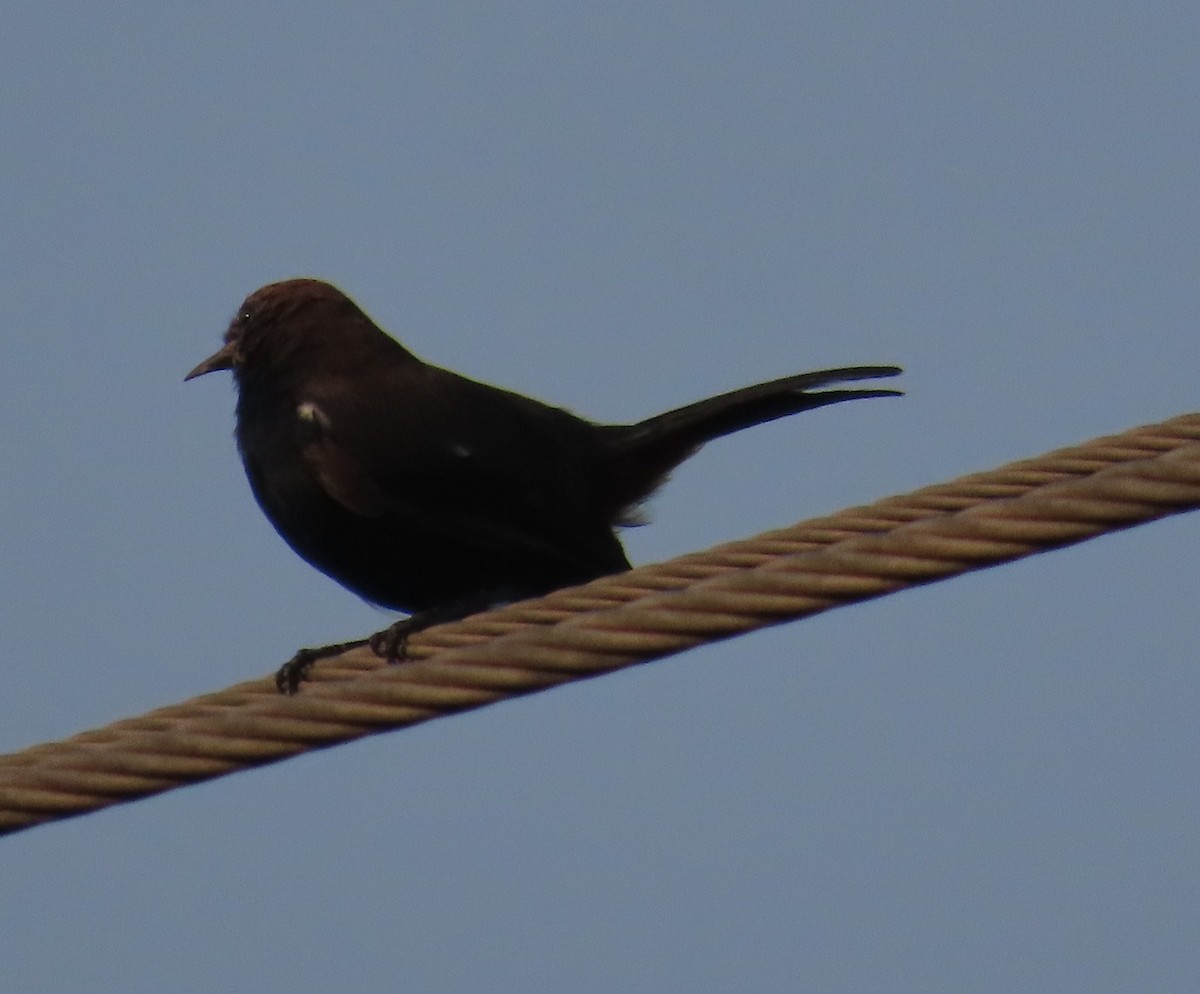 Indian Robin - ML642205215