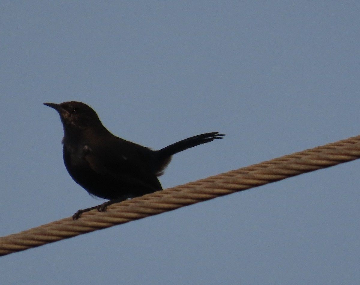 Indian Robin - ML642205216