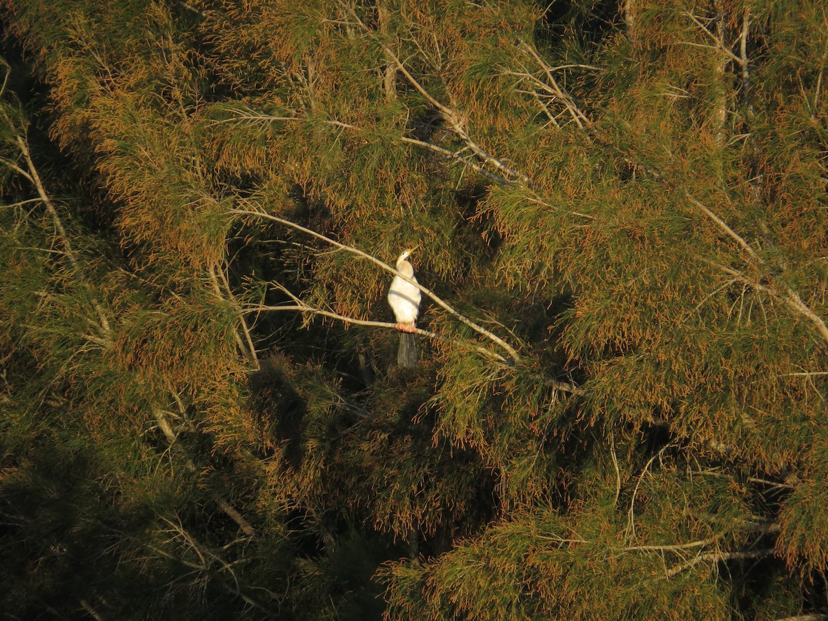 Anhinga d'Australie - ML642205228