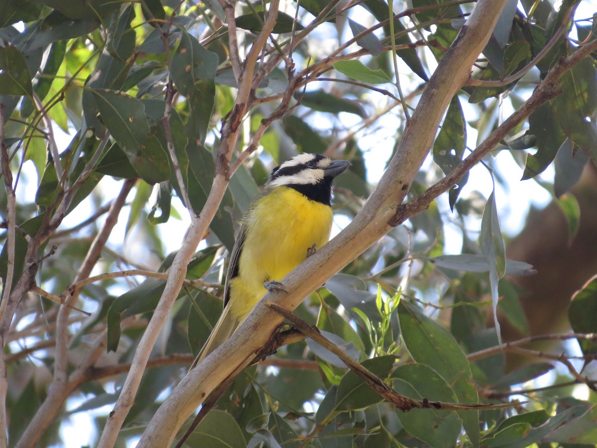 Eastern Shrike-tit - ML642205242