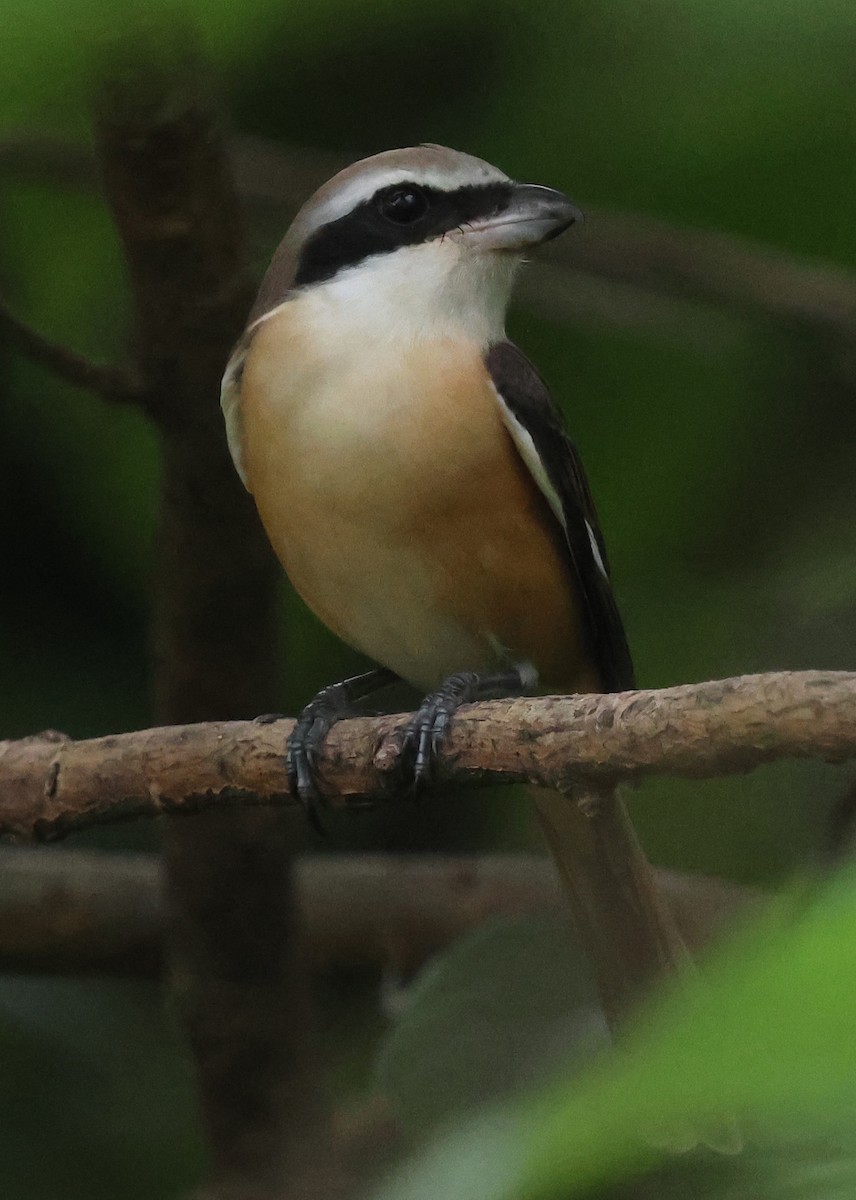 Brown Shrike - ML642205250