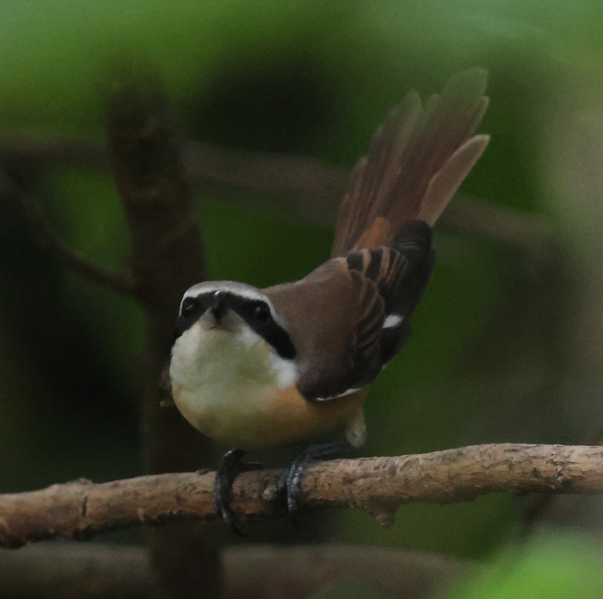 Brown Shrike - ML642205251