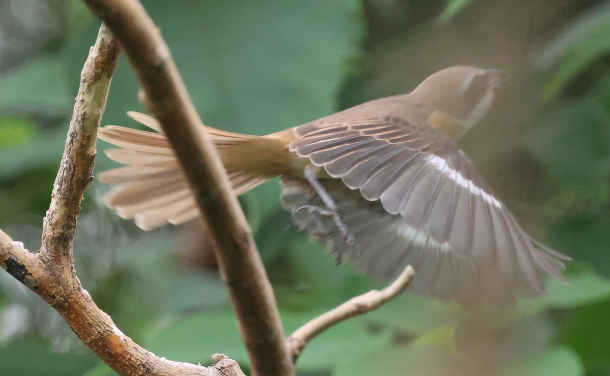 Brown Shrike - ML642205252