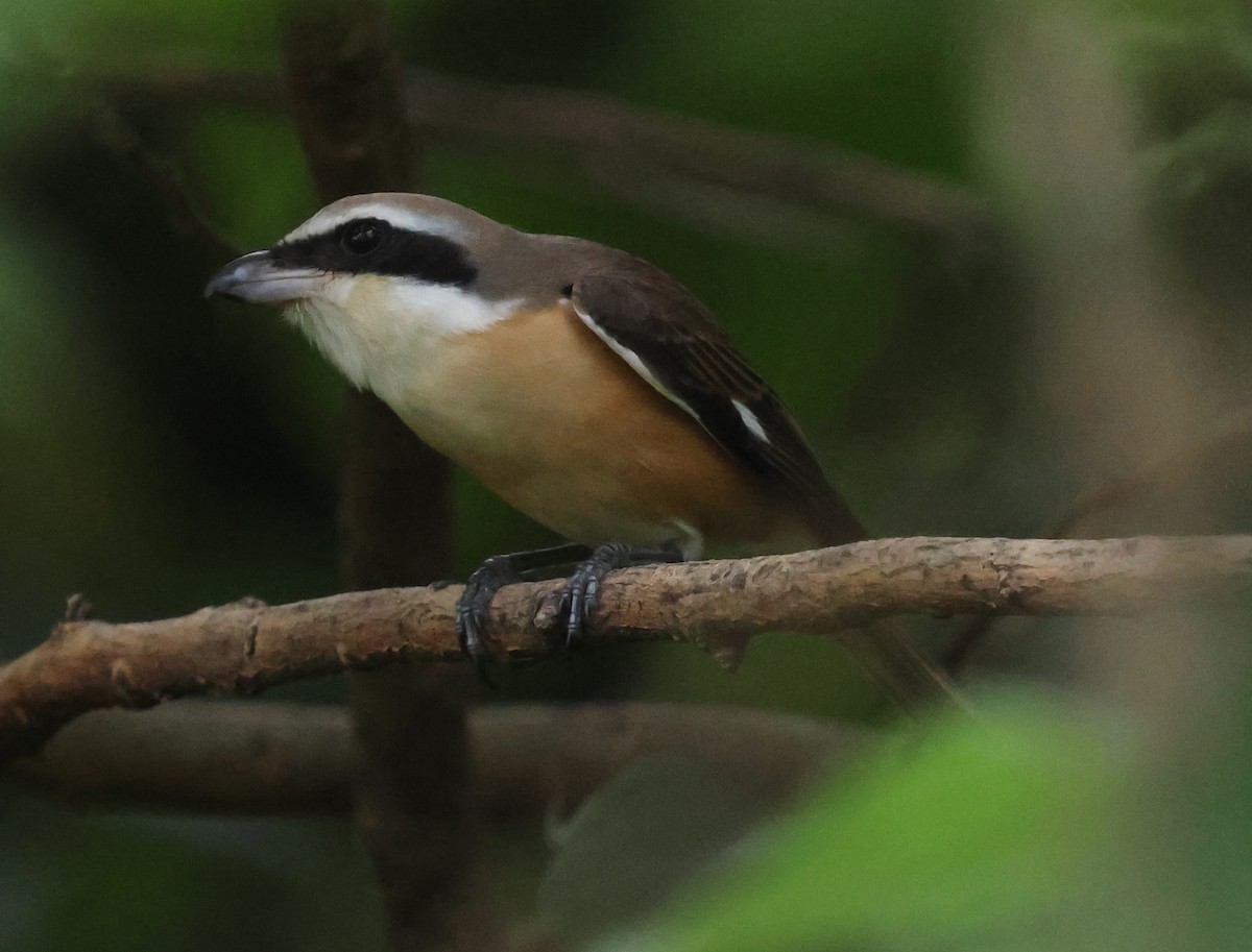 Brown Shrike - ML642205253