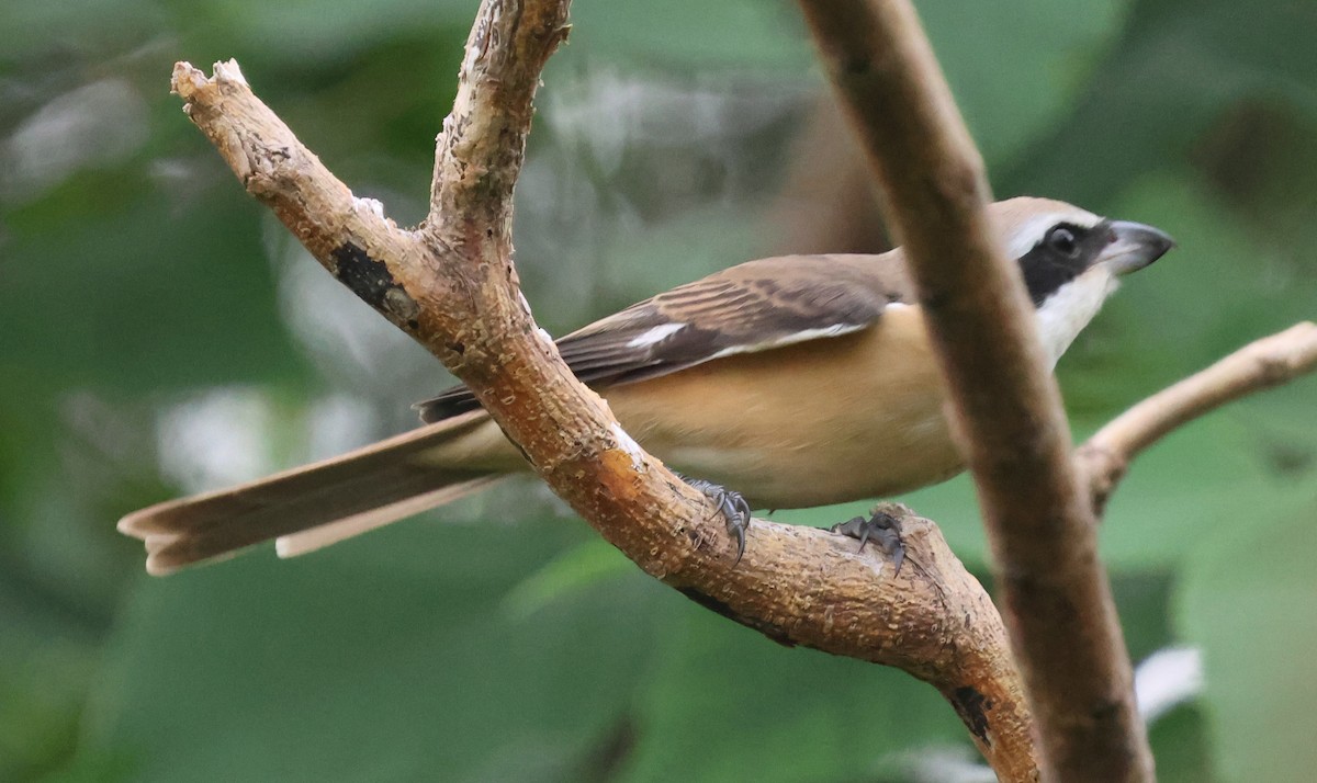 Brown Shrike - ML642205254