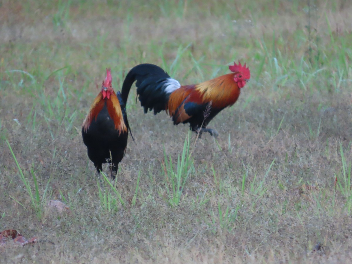 Coq bankiva (forme domestique) - ML642205257