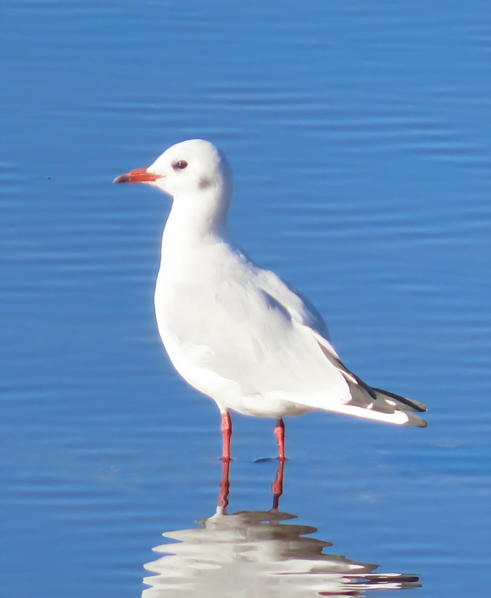 Mouette rieuse - ML642205267
