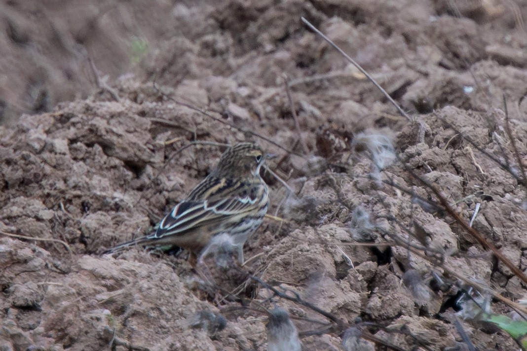 Pipit à gorge rousse - ML642205288