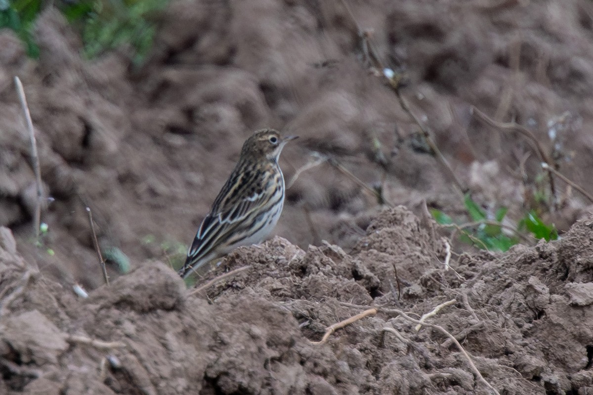 Pipit à gorge rousse - ML642205289