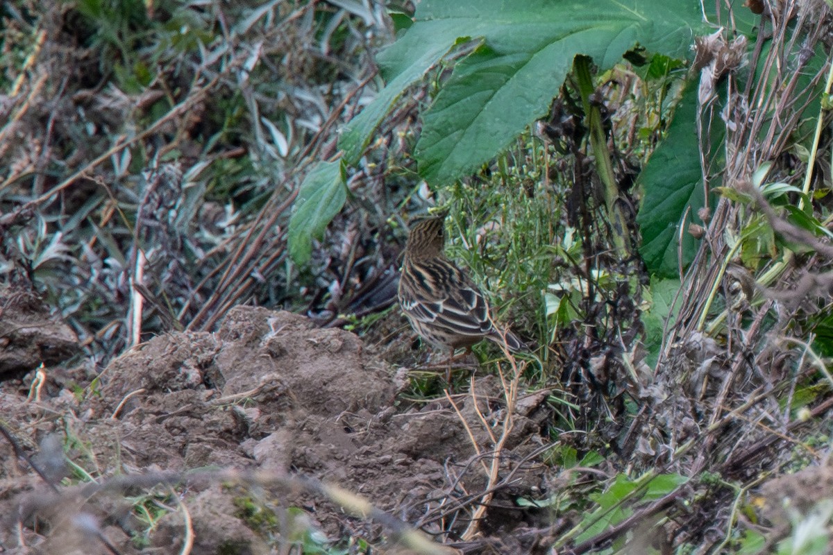 Pipit à gorge rousse - ML642205290