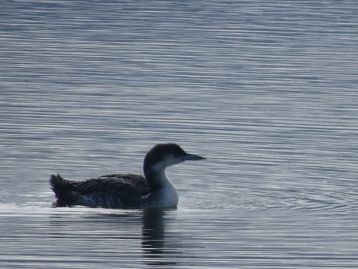 Plongeon huard - ML642205291