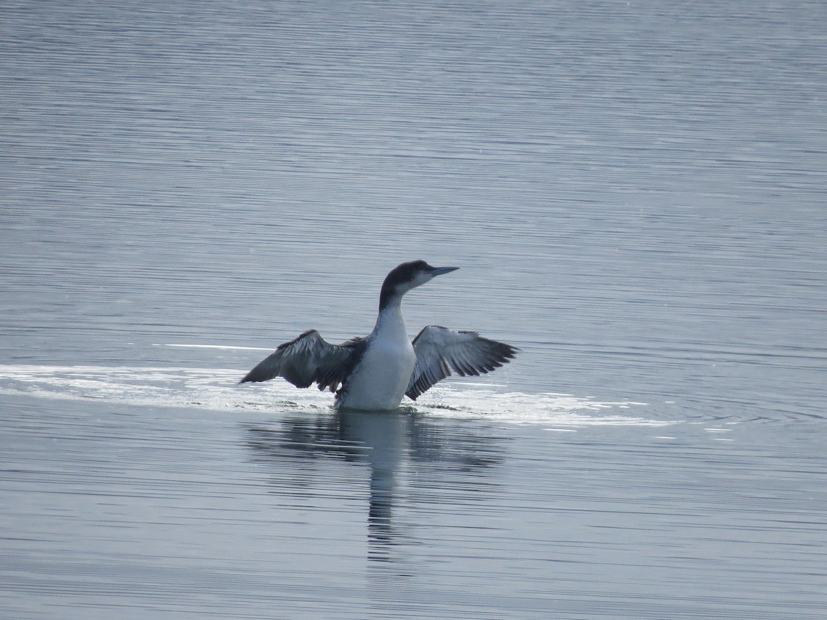 Plongeon huard - ML642205292