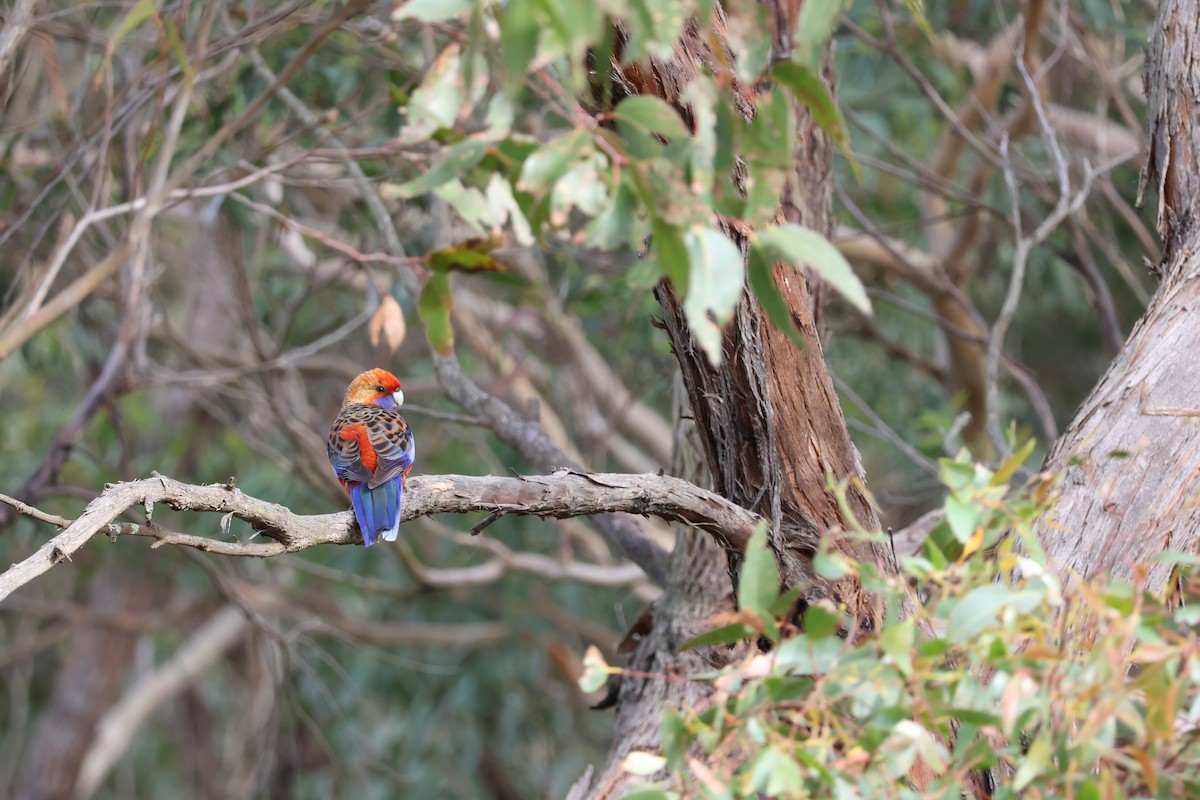 Crimson Rosella - ML642205296