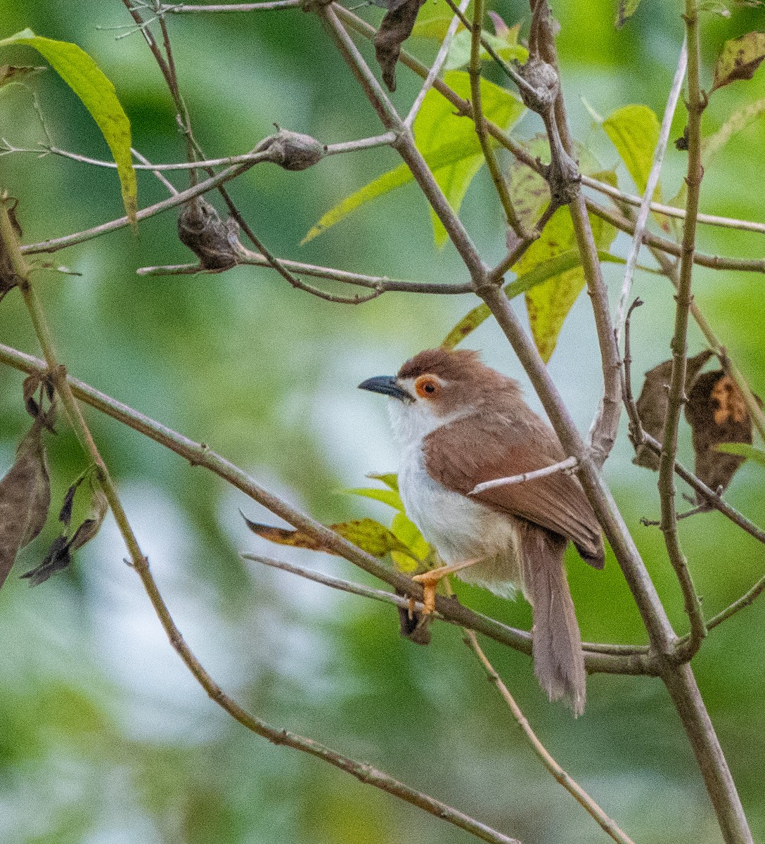 Yellow-eyed Babbler - ML642205298