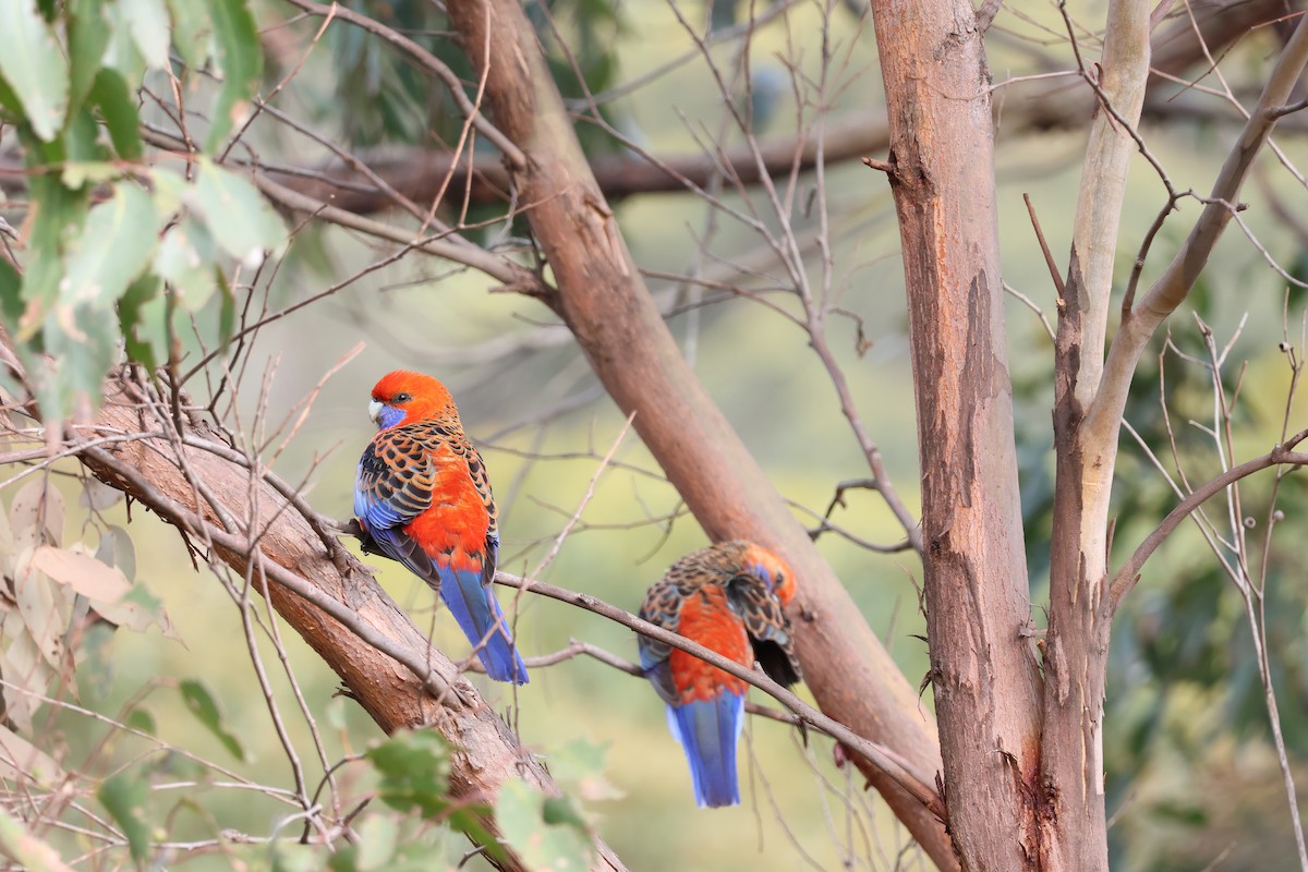 Crimson Rosella - ML642205299
