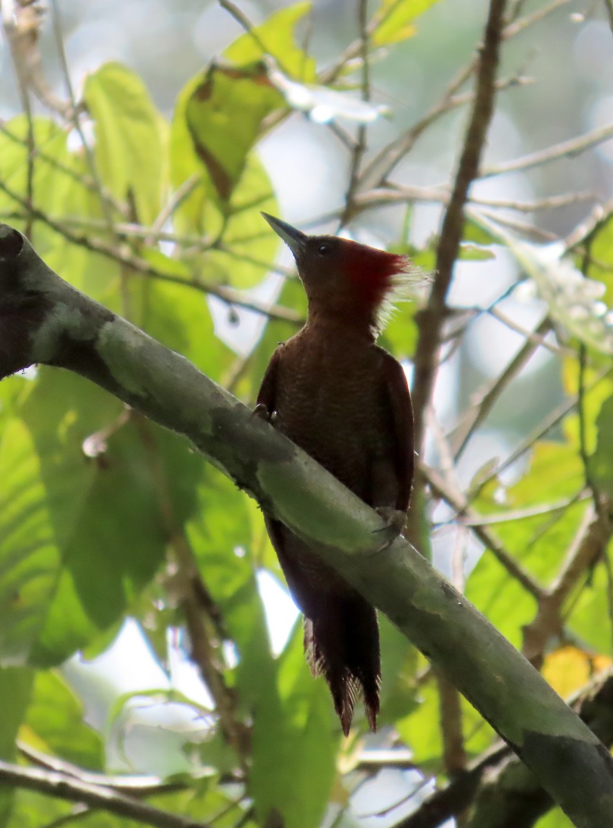 Banded Woodpecker - ML642205302