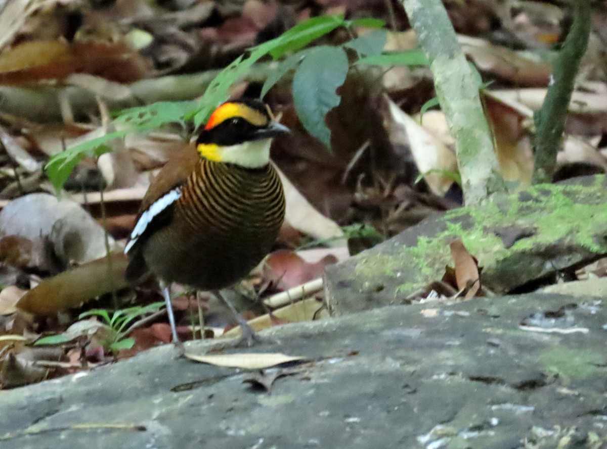 Malayan Banded-Pitta - ML642205307