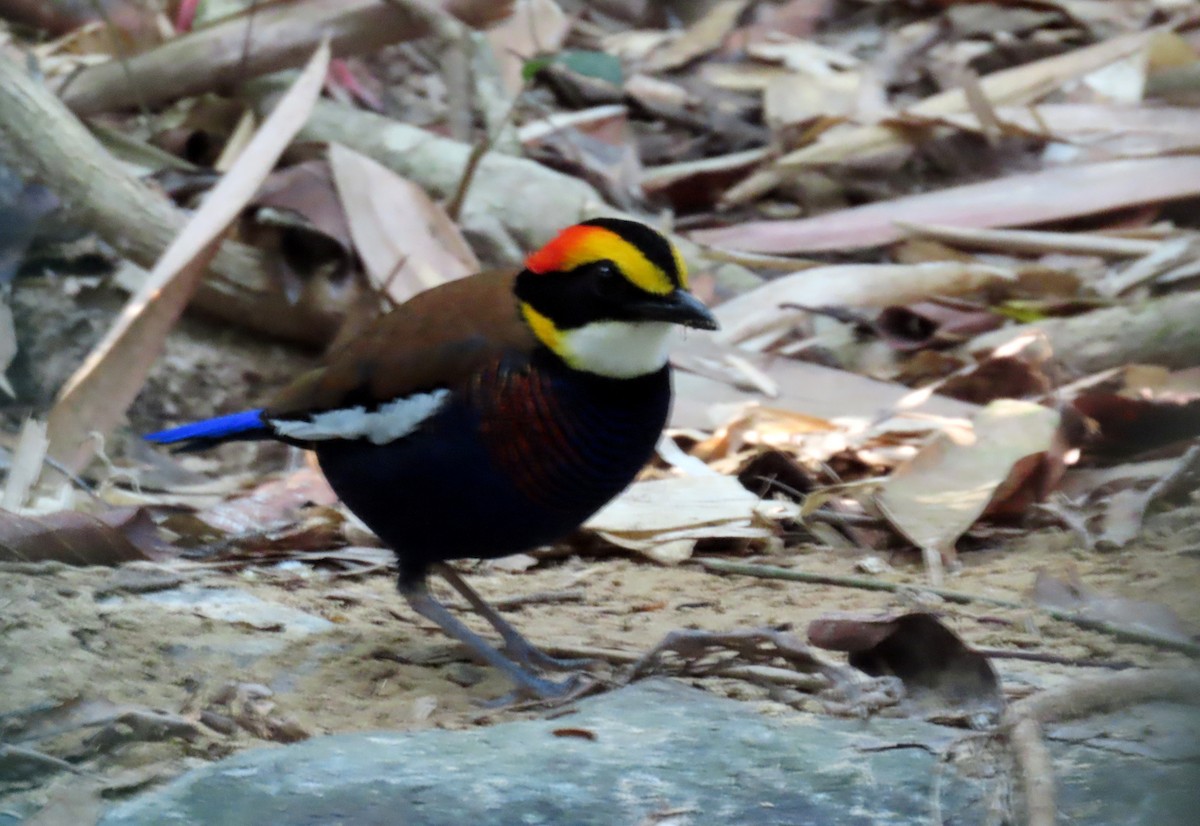 Malayan Banded-Pitta - ML642205308